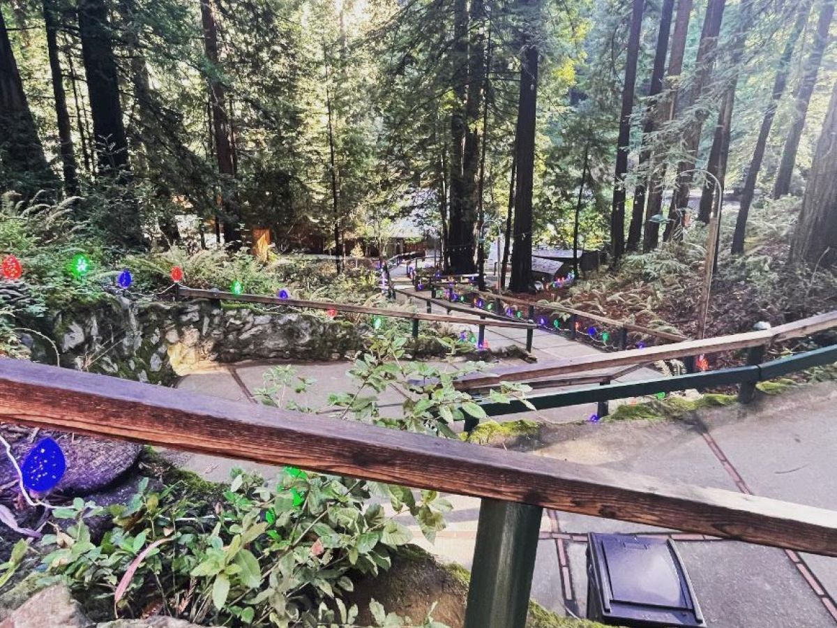 A winding pathway through a lush forest, adorned with colorful string lights along the railing, leads downhill amidst tall trees and greenery.