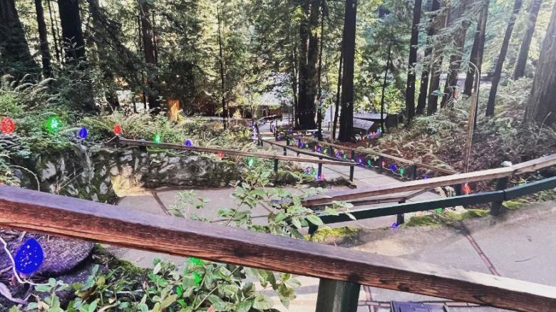 A winding pathway through a lush forest, adorned with colorful string lights along the railing, leads downhill amidst tall trees and greenery.