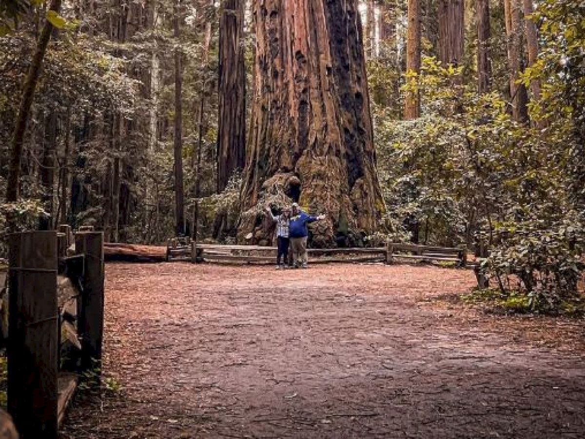 Two people stand in front of a massive tree trunk in a dense forest, surrounded by wooden fences and greenery.