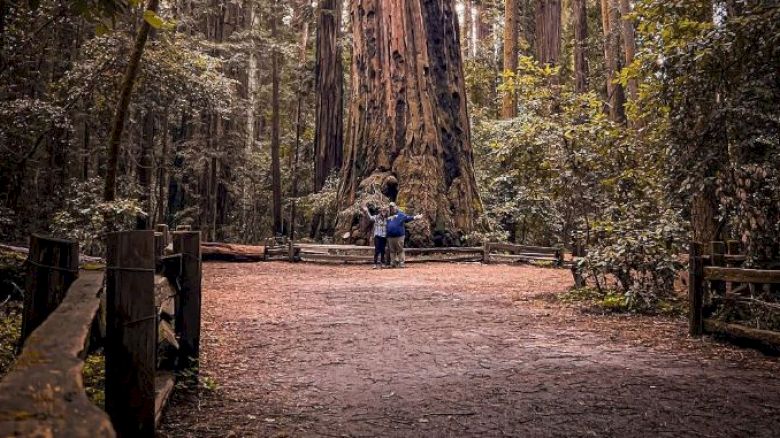 Two people stand in front of a massive tree trunk in a dense forest, surrounded by wooden fences and greenery.