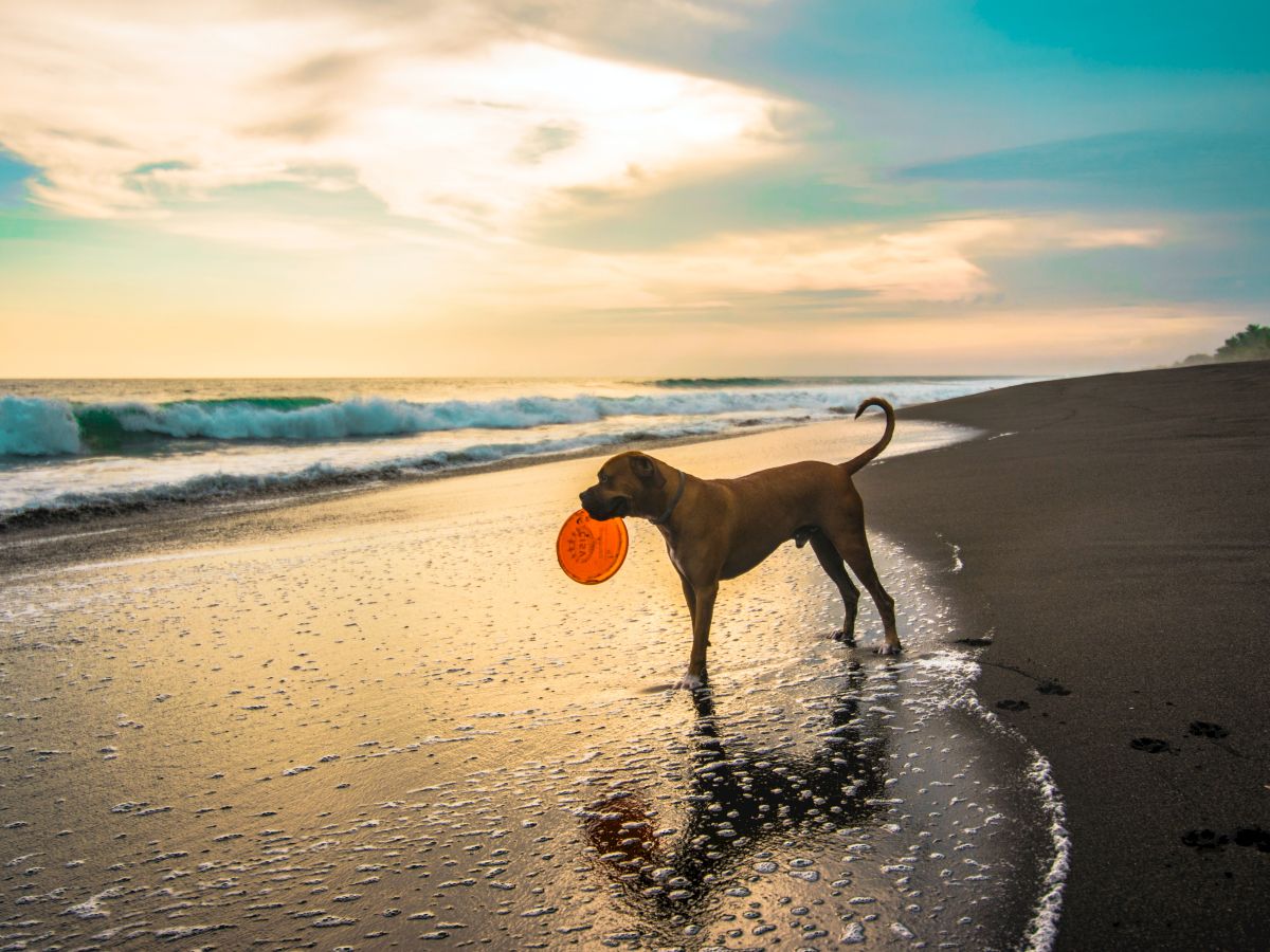 A dog stands on a beach at sunset, holding a frisbee in its mouth, with waves gently washing ashore and a colorful sky in the background.