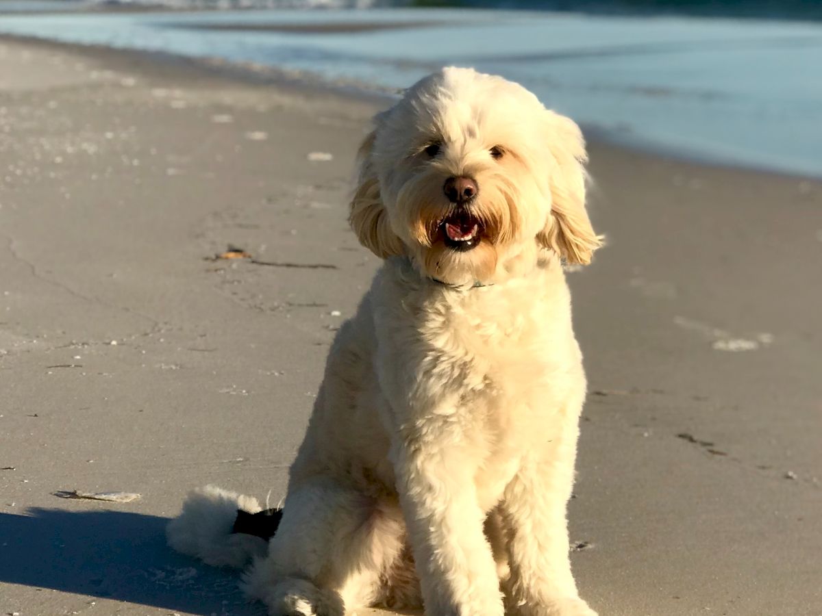 A fluffy dog is sitting on a beach, facing the camera, with the ocean and waves in the background.